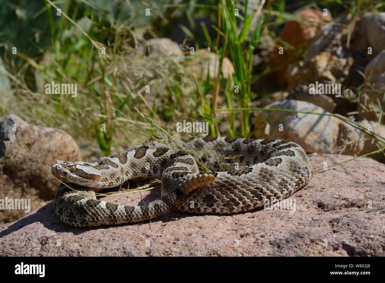 Deserto serpente massasauga (Sistrurus catenatus edwarsii) nel deserto, West Texas, USA, settembre. Foto Stock