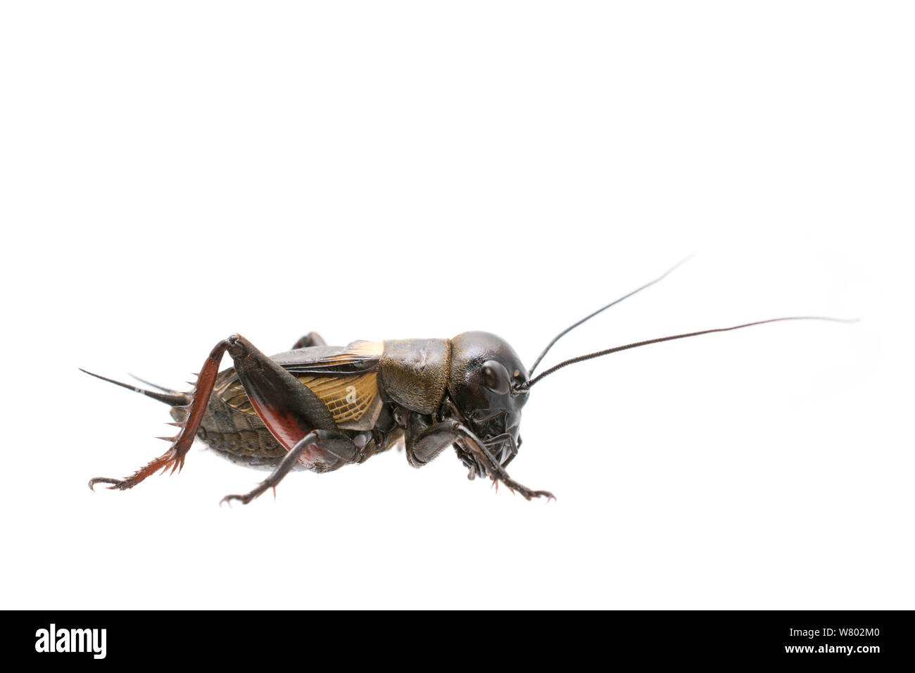 Campo cricket (Gryllus campestris) maschio, può, Francia, progetto Meetyourneighbors.net Foto Stock