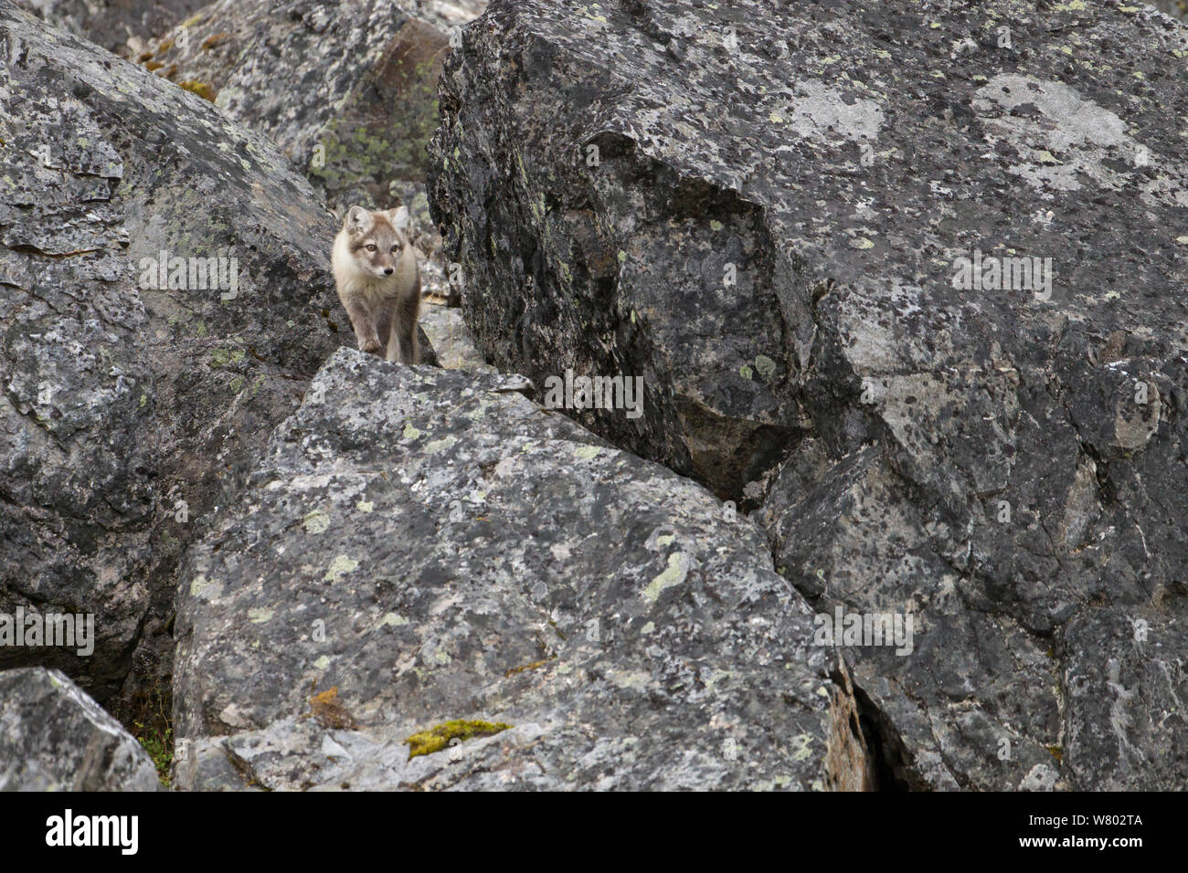 Arctic Fox (Vulpes vulpes lagopus) in estate coat, mimetizzata contro le rocce, Svalbard, Norvegia. Agosto. Foto Stock