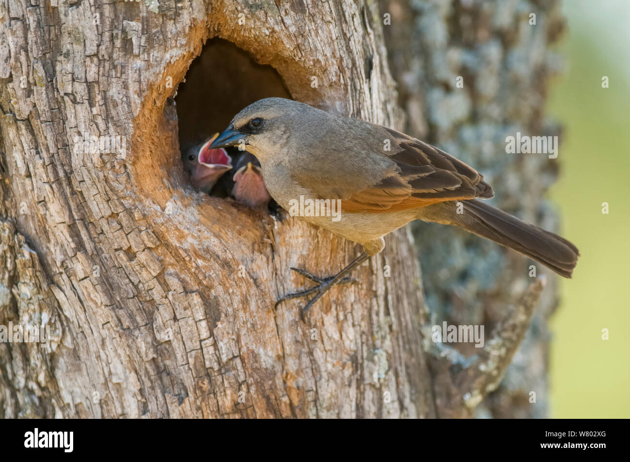 Bay-cowbird alato,(Agelaioides badius) alimentazione di accattonaggio pulcini a nido, La Pampa , Argentina Foto Stock