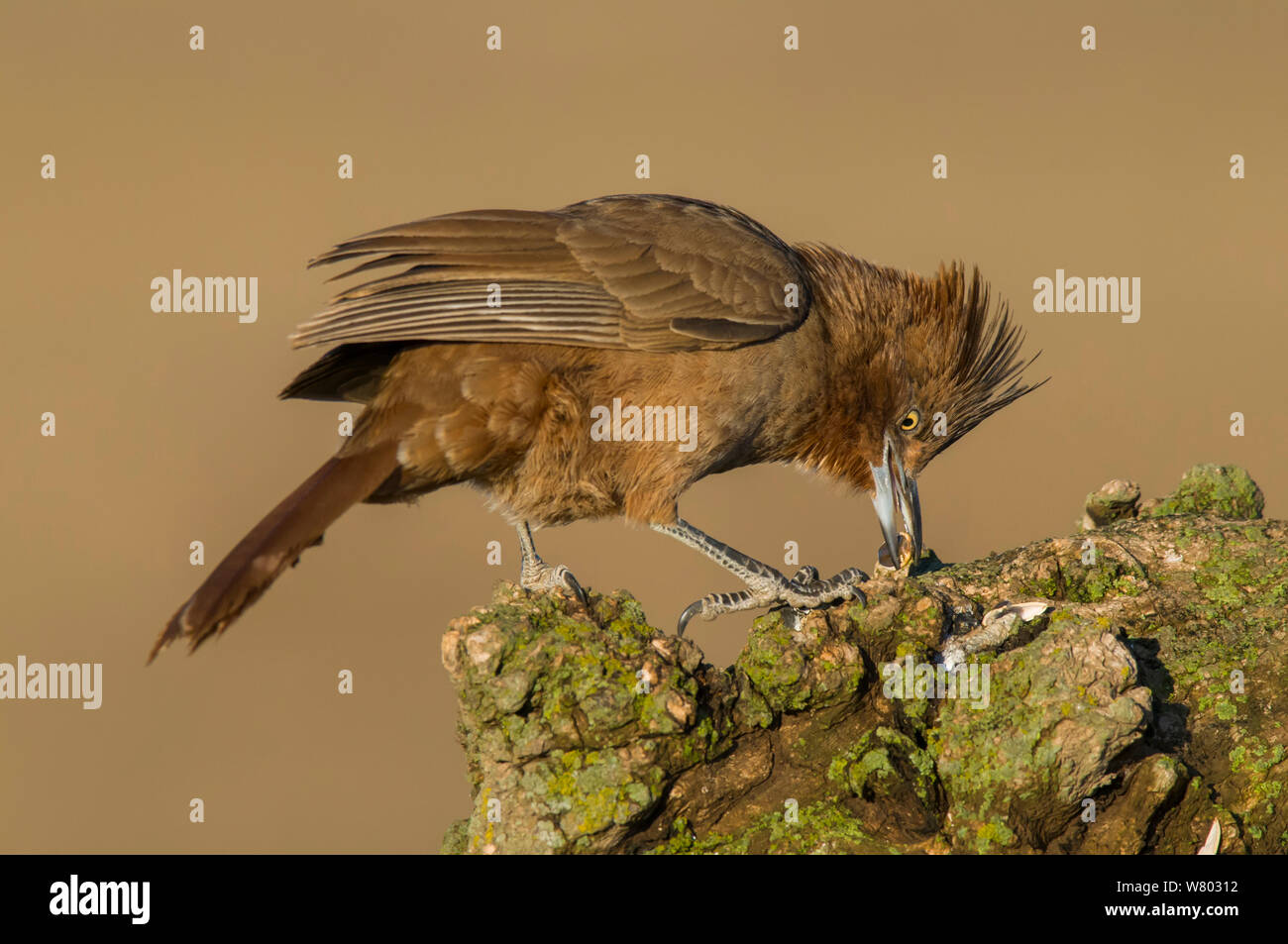 Bianco-throated cacholote (Pseudoseisura gutturalis) alimentazione sulle sementi, La Pampa, Argentina Foto Stock