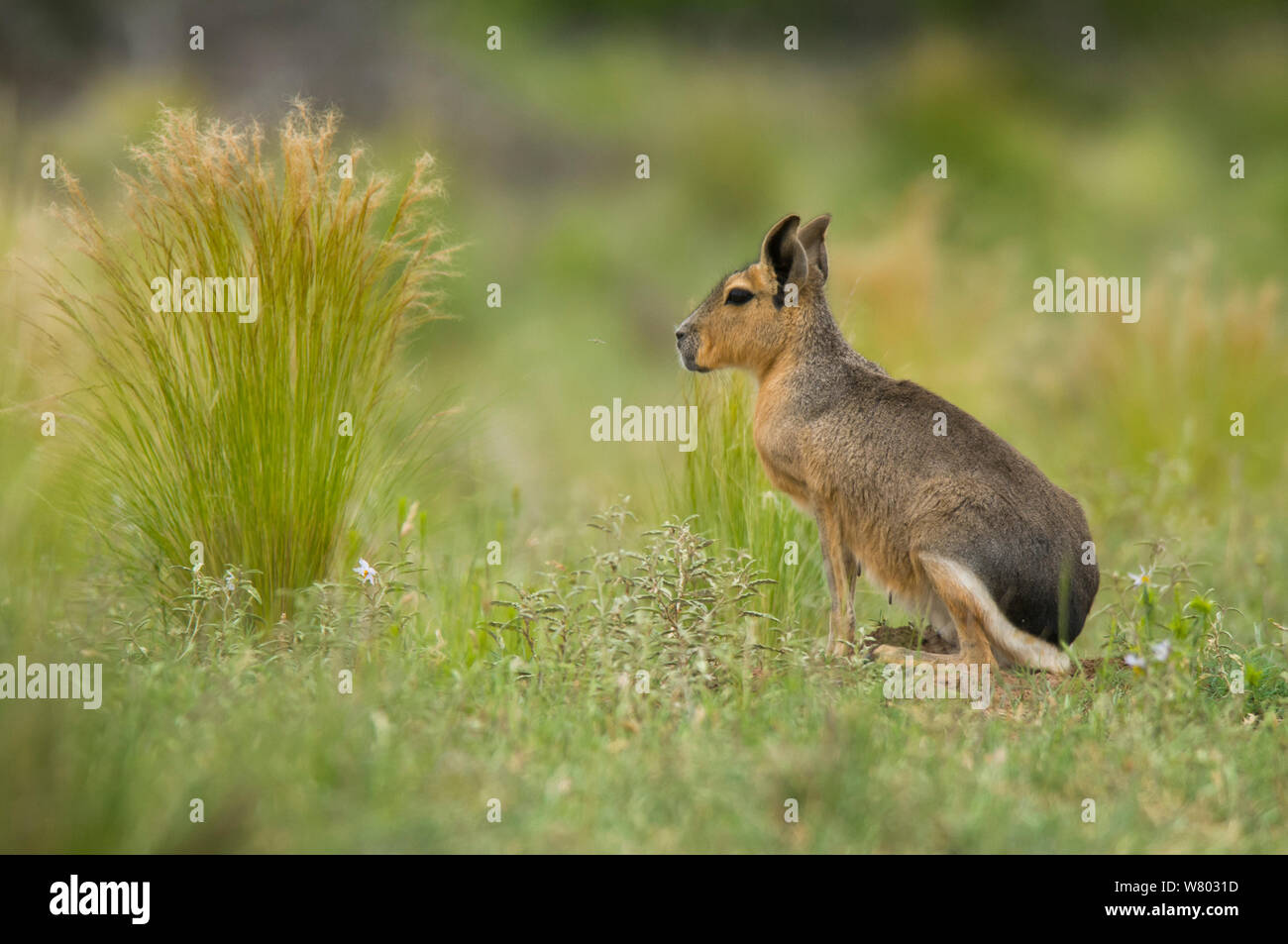 Nasello di Patagonia cavy (Dolichotis patagonum ) femmina, La Pampa Argentina. Foto Stock