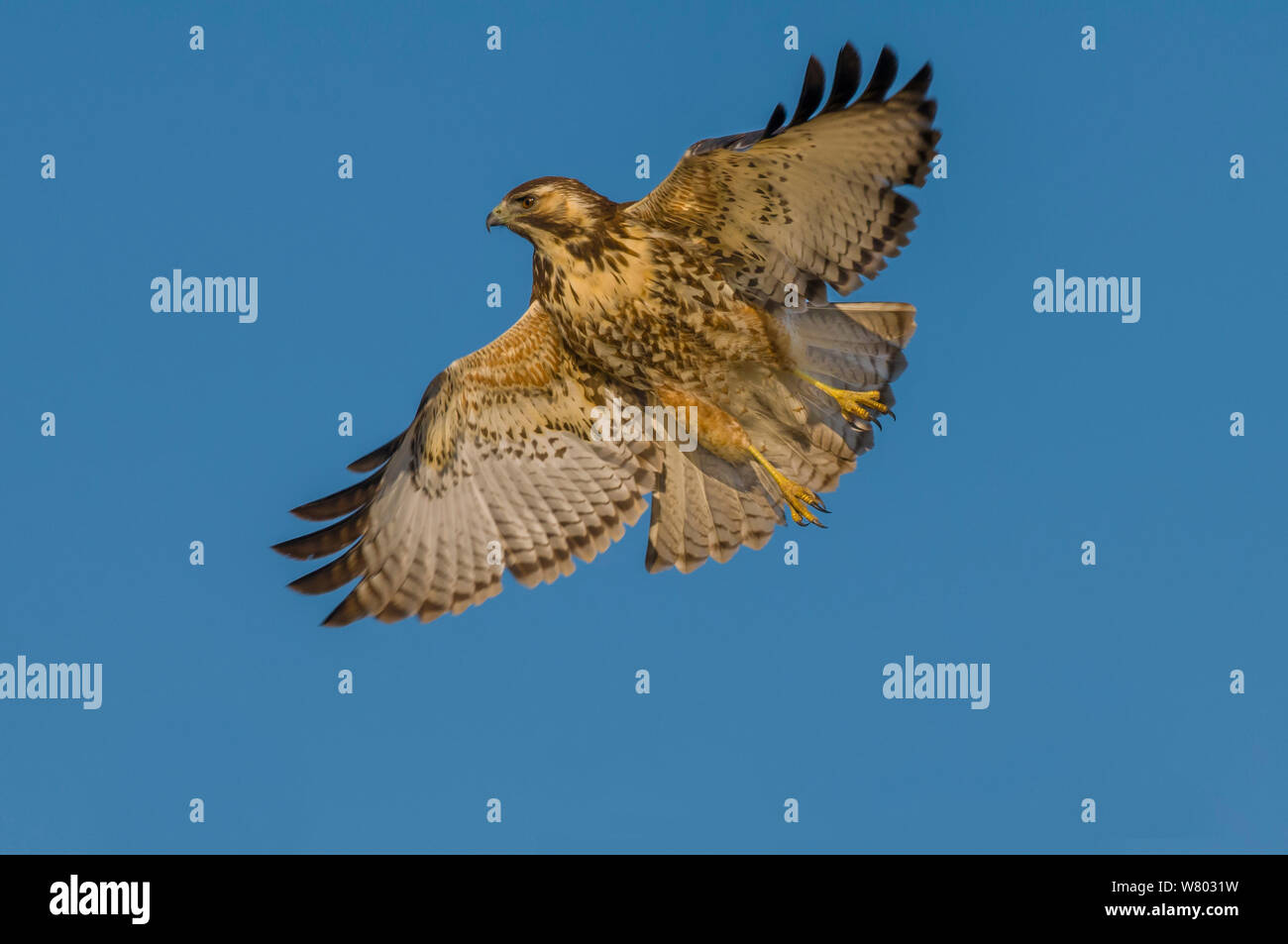 Falco variabile (Geranoaetus polyosoma) in volo, La Pampa , Argentina Foto Stock