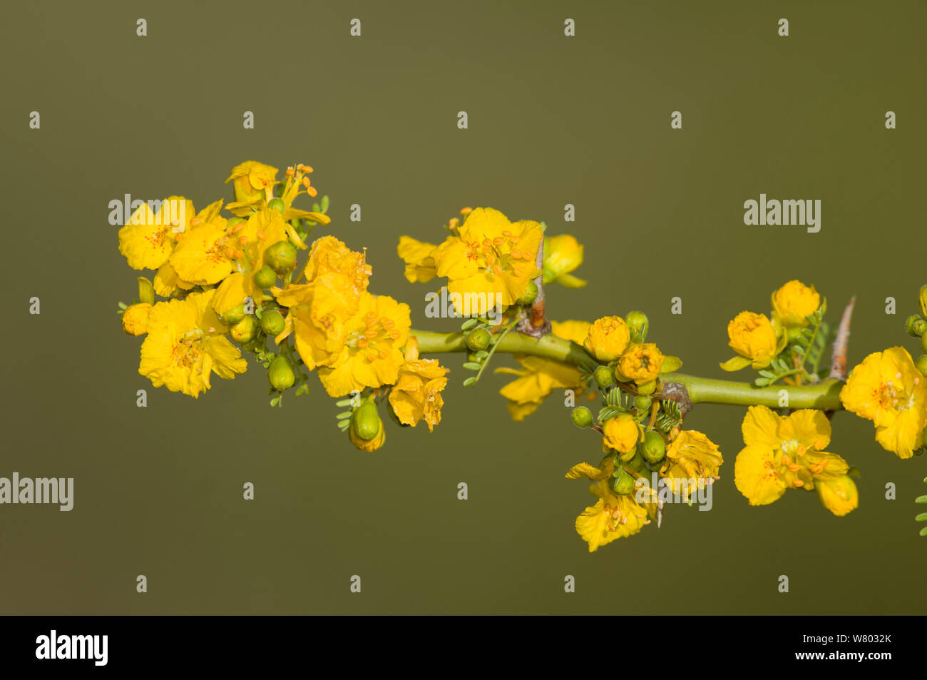 Fiori di verde olivo (Parkinsonia praecox) Lihue Calel National Park, La Pampa, Argentina Foto Stock