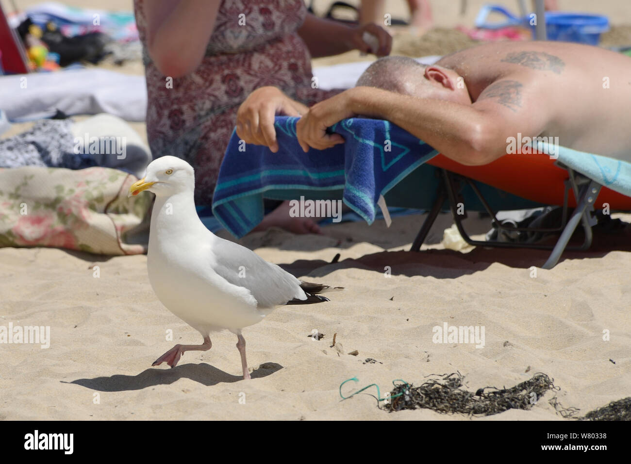 Aringhe adulte gabbiano (Larus argentatus) passeggiate tra le lucertole da mare sulla spiaggia, St. Ives, Cornwall, Regno Unito, Giugno. Solo uso editoriale. Foto Stock