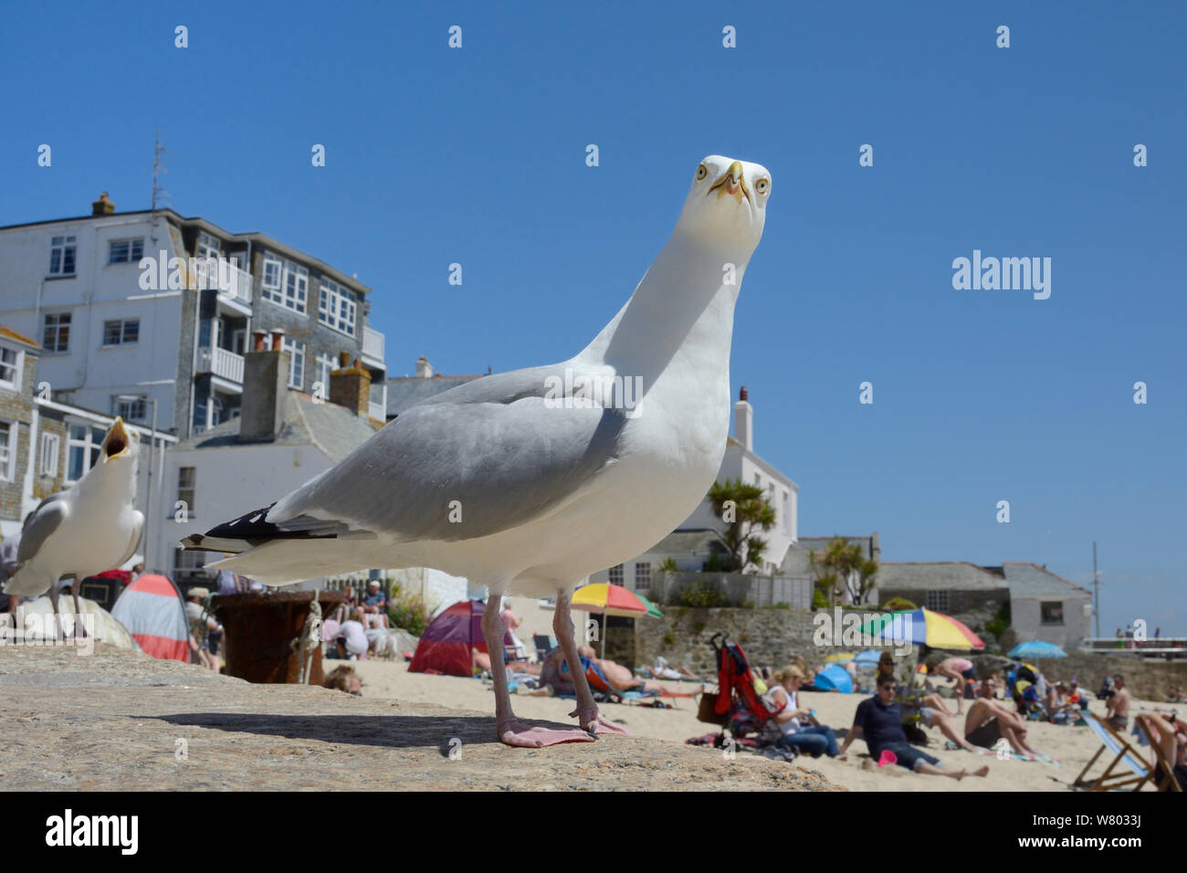 Gabbiani reali (Larus argentatus) in cerca di cibo sulla spiaggia, St. Ives, Cornwall, Regno Unito, Giugno. Solo uso editoriale. Foto Stock