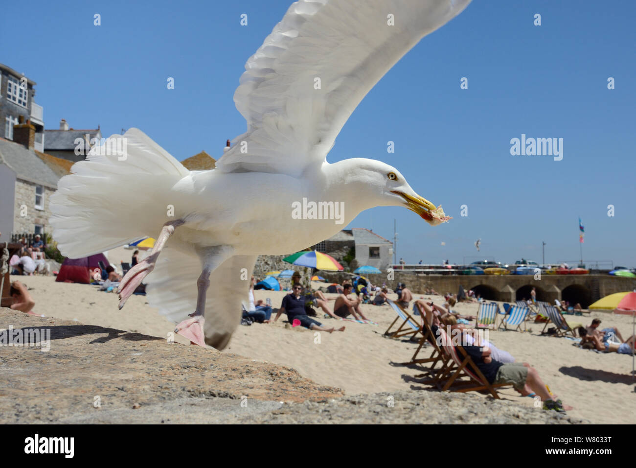 Aringhe adulte gabbiano (Larus argentatus) rubare panino sulla spiaggia, St. Ives, Cornwall, Regno Unito, Giugno. Solo uso editoriale. Foto Stock