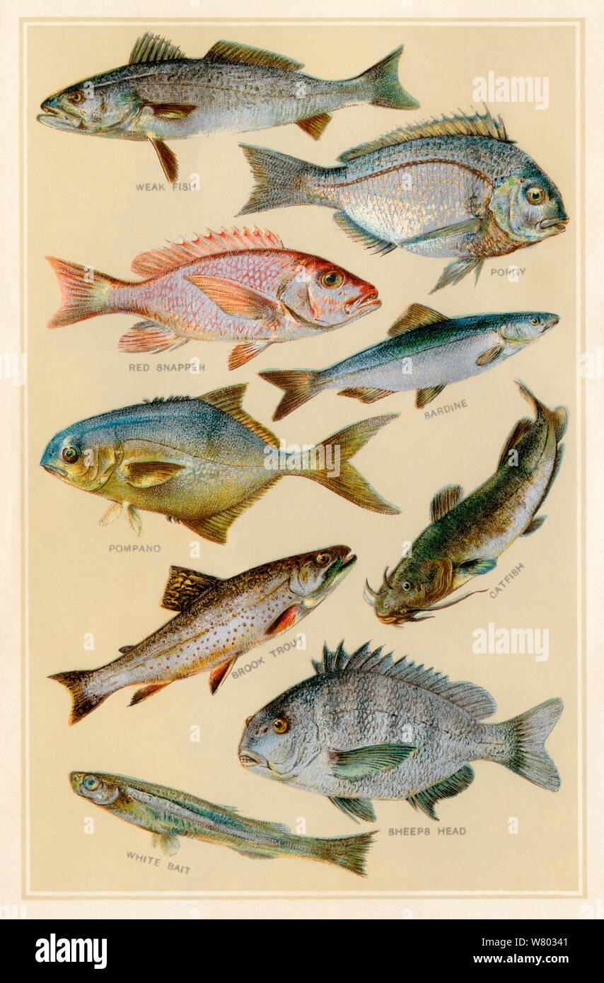 American Food Pesci C 1900 Debole Pesce Porgy Red Snapper Sardina Pompano Pesce Gatto Trota Di Fiume Pecore Testa Bianco Esca Litografia A Colori Foto Stock Alamy
