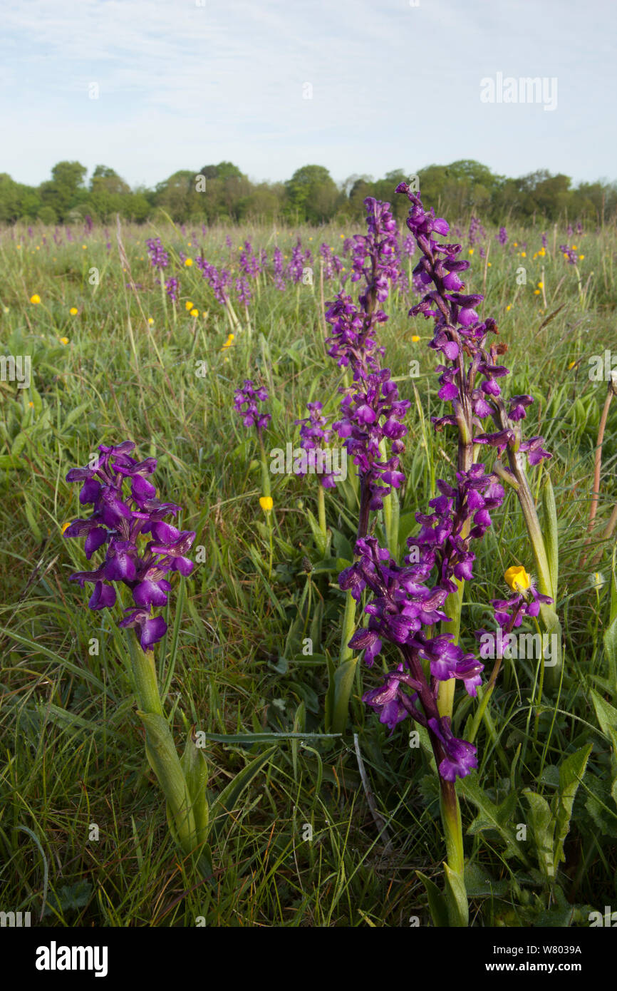 Verde-winged orchidee (Anacamptis morio) fioritura in prato, Ashton Court, North Somerset, Regno Unito, maggio. Foto Stock