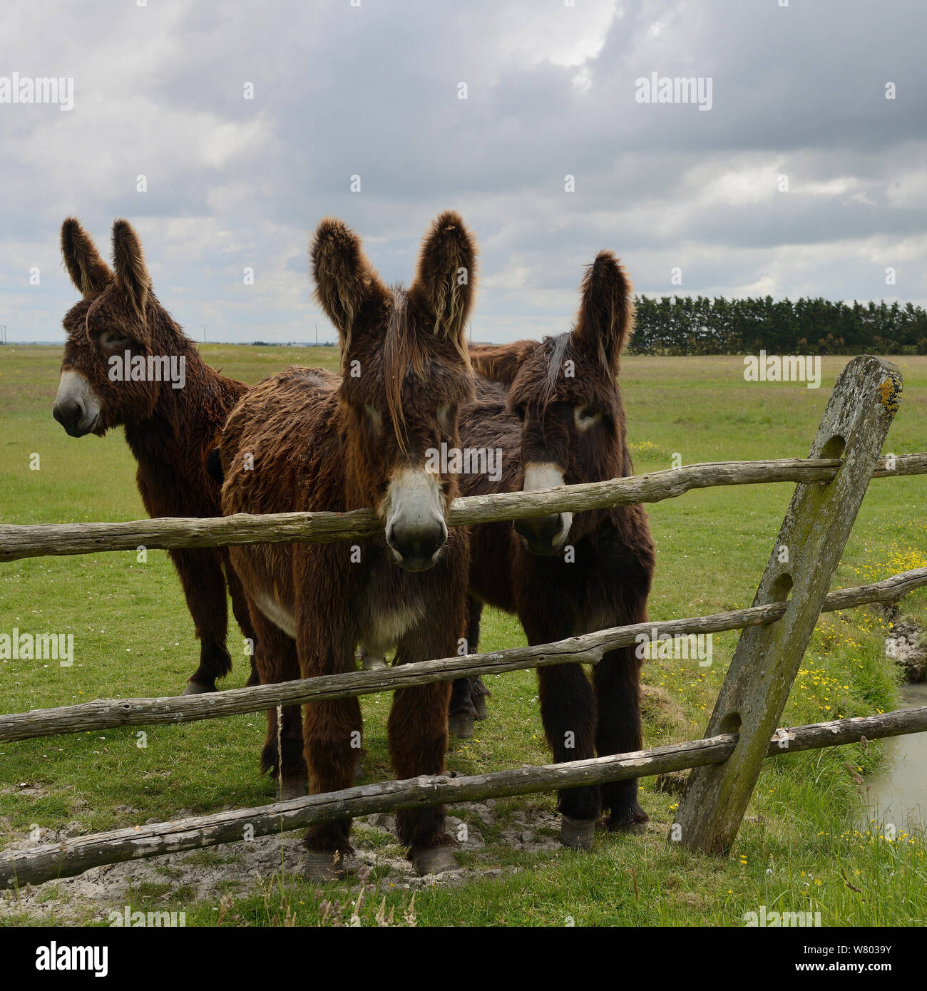 Poitou asini in campo, guardando sopra la recinzione, Vendee, Francia, Maggio. Foto Stock