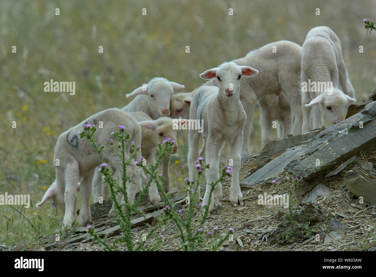 Gregge di agnelli in campo, Estremadura, Spagna, Aprile. Foto Stock