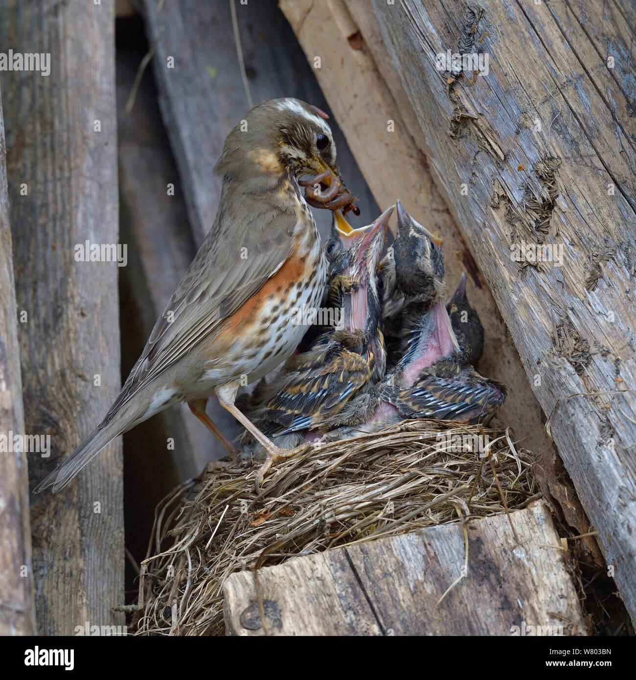 Redwing (Turdus iliacus) alimentazione di pulcini lombrichi nel nido, Finlandia, Aprile. Foto Stock