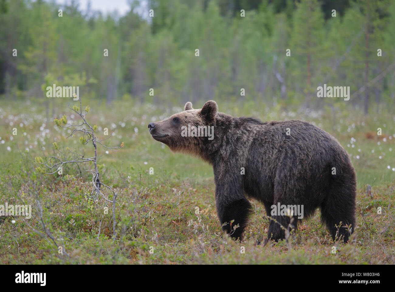 Unione l'orso bruno (Ursus arctos arctos) in piedi nella radura. Kajaani, Finlandia. Giugno. Foto Stock