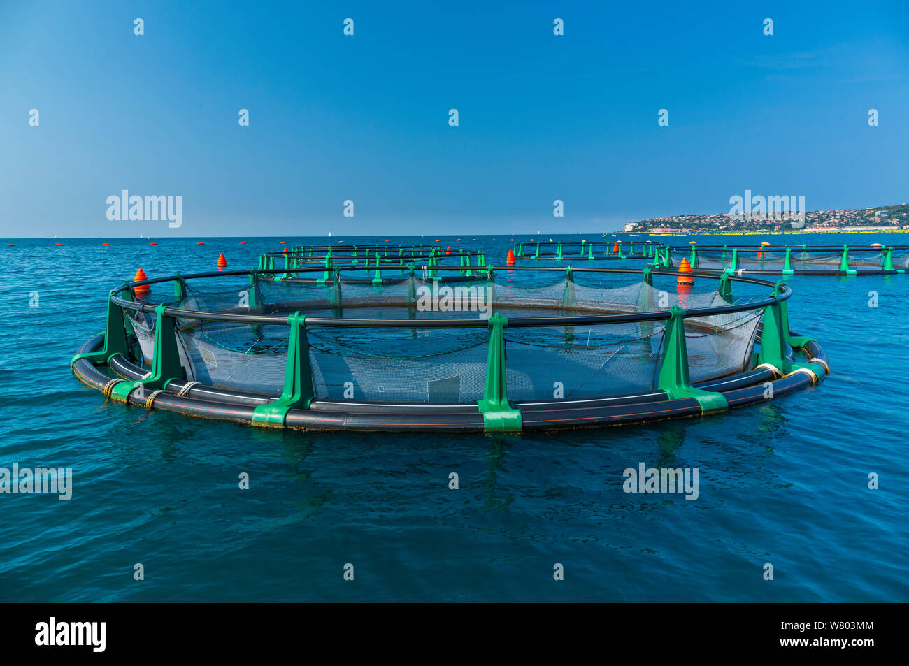 Spigola farm, pesce penne al largo della costa di Secovlje Salina Parco Natura, Slovenia, ottobre 2014. Foto Stock