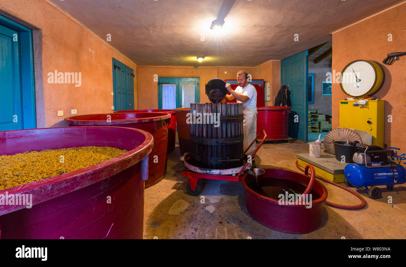 Uomo di fare il vino in branco Cotar Winery, Verde Carso, Slovenia, ottobre 2014. Foto Stock