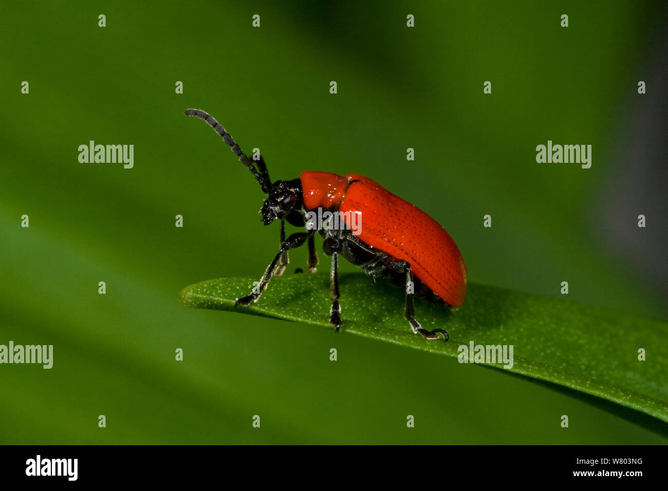 Scarlet lily beetle (Lilioceris lilii) Nottinghamshire, England, Regno Unito, maggio. Specie introdotte. Foto Stock