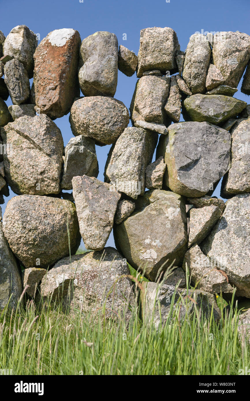 Parete di massi di granito, Isle of Mull, Ebridi, Scozia, Giugno. Foto Stock