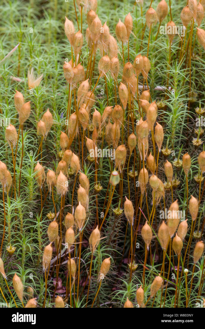 Marsh haircap moss (Polystichum comune) Isle of Mull, Ebridi, Scozia, Giugno. Foto Stock