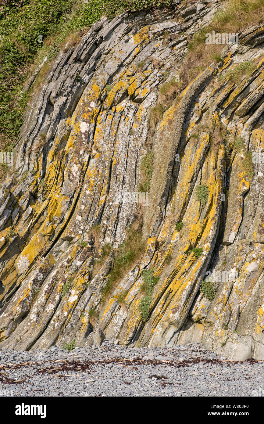 Strati ripiegati lungo la riva del mare, Dumfries and Galloway, Scozia, Giugno. Foto Stock