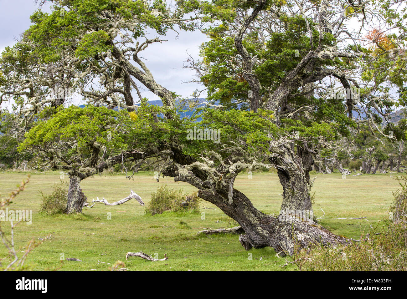 Lenga (Nothofagus pumilio) Parco Nazionale Torres del Paine, Cile. Foto Stock