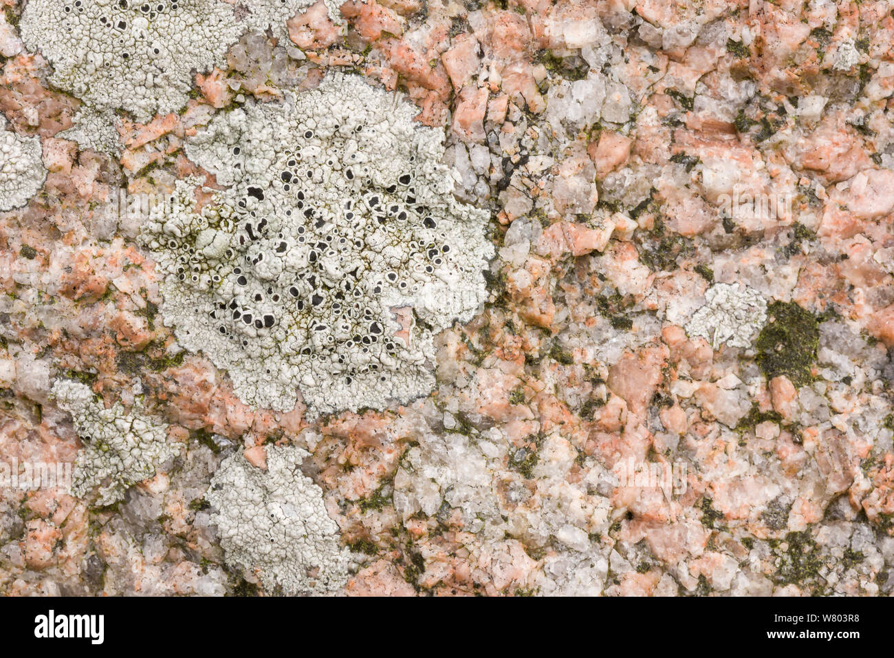 Crustose lichen (Lecanora gangaleoides) sul granito costiere, Iona, Scozia, Giugno. Foto Stock