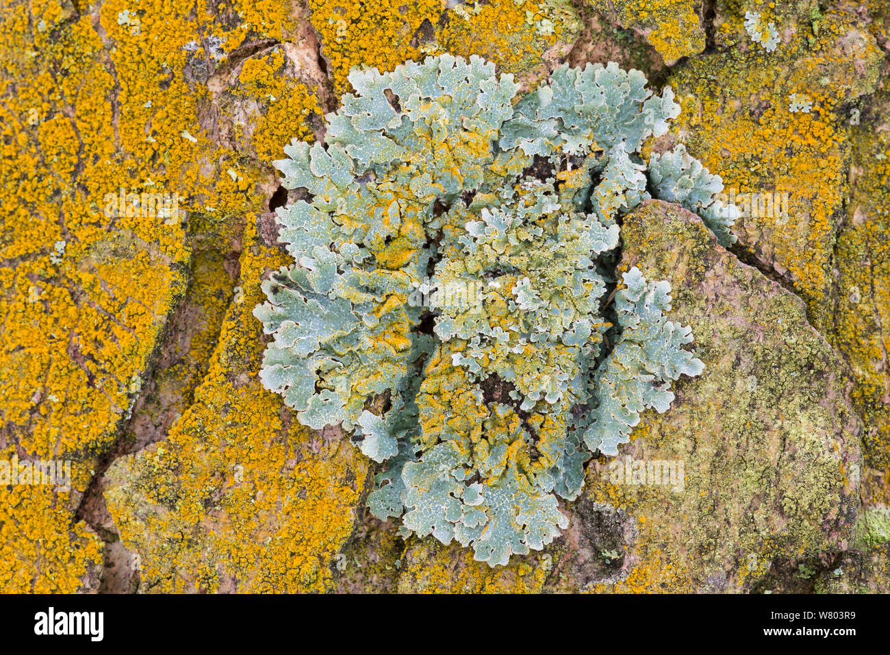 Polvere d oro lichen (Chrysothrix candelaris) cresce attorno e sopra la protezione lichen (Clairmont sulcata) sulla corteccia di platano, Padley boschi, Derbyshire, England, Regno Unito, dicembre. Foto Stock