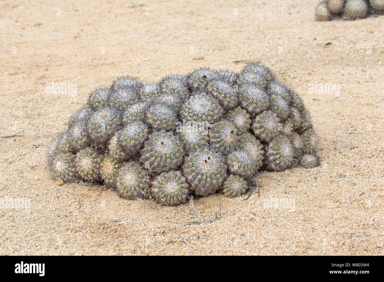 Canna di cactus (Copiapoa colonna alba) tutte orientate a nord al fine di ridurre al minimo i danni da sole di mezzogiorno. Pan de Azucar Parco Nazionale del Cile. Foto Stock