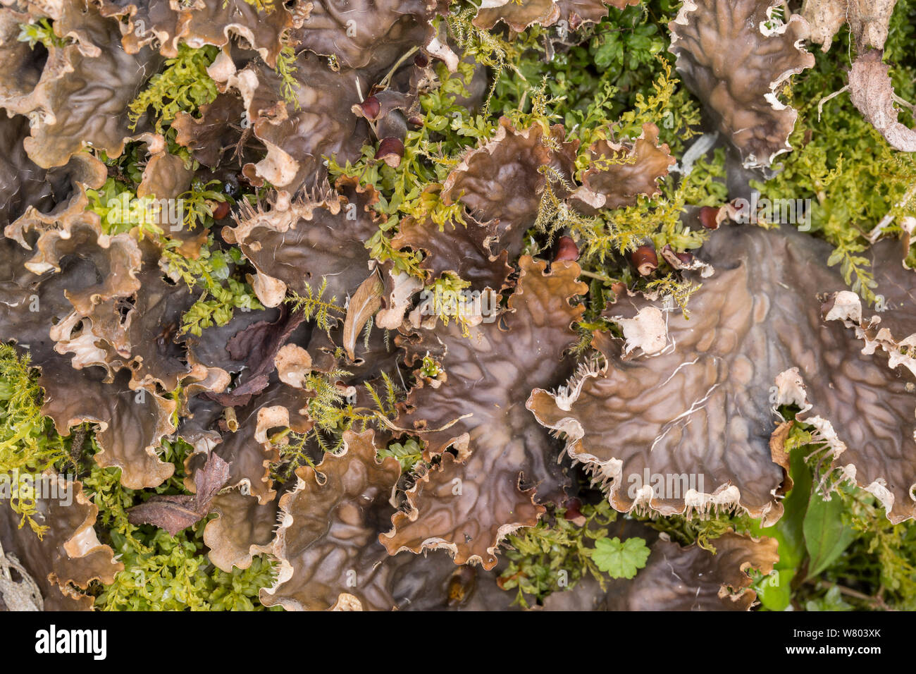 Cane membranosa lichen (Peltigera membranacea) Calver, Derbyshire, England, Regno Unito, maggio. Foto Stock