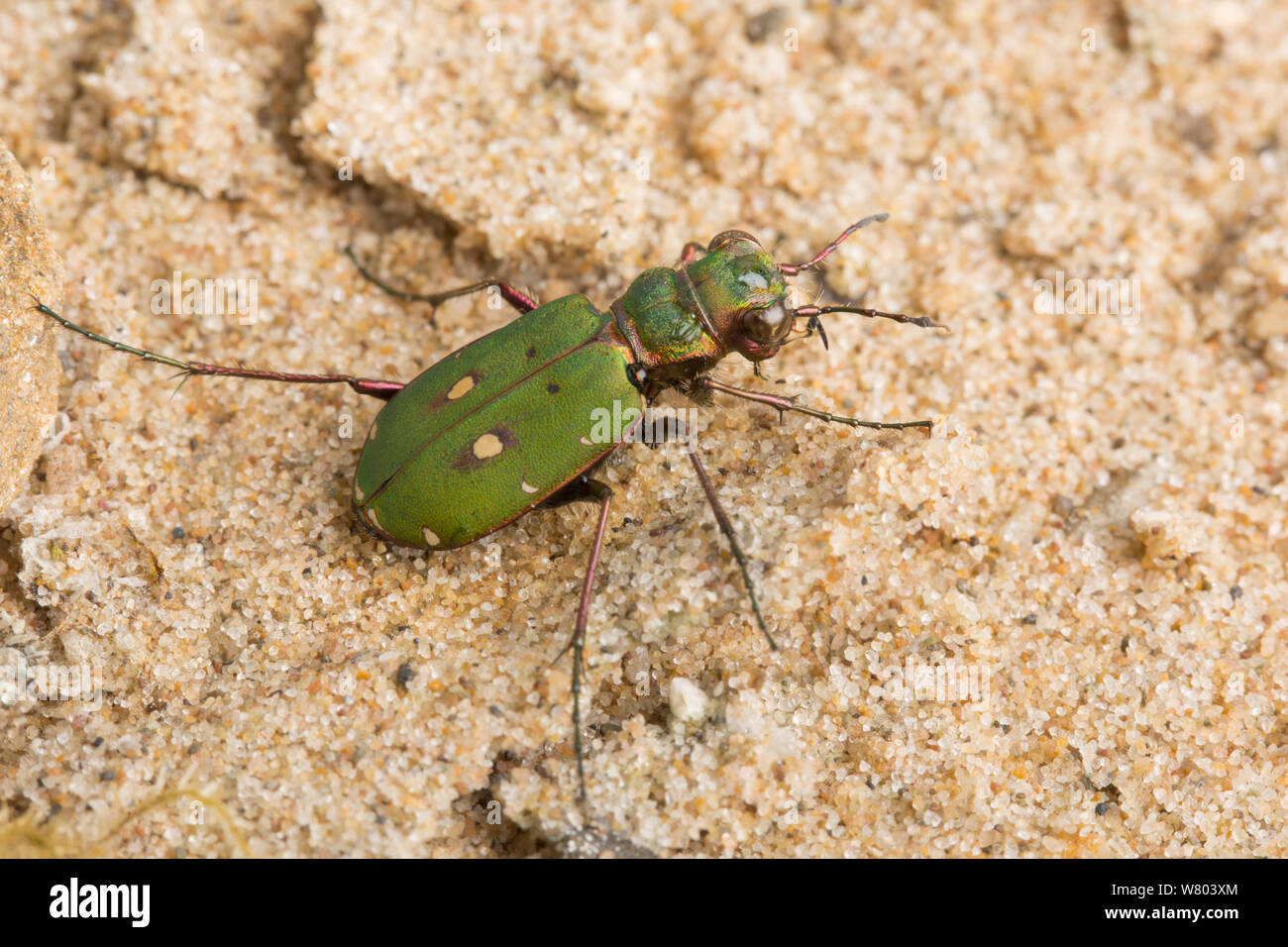 Green tiger beetle (Cicindela campestris) Nord Derbyshire, England, Regno Unito, Aprile. Foto Stock