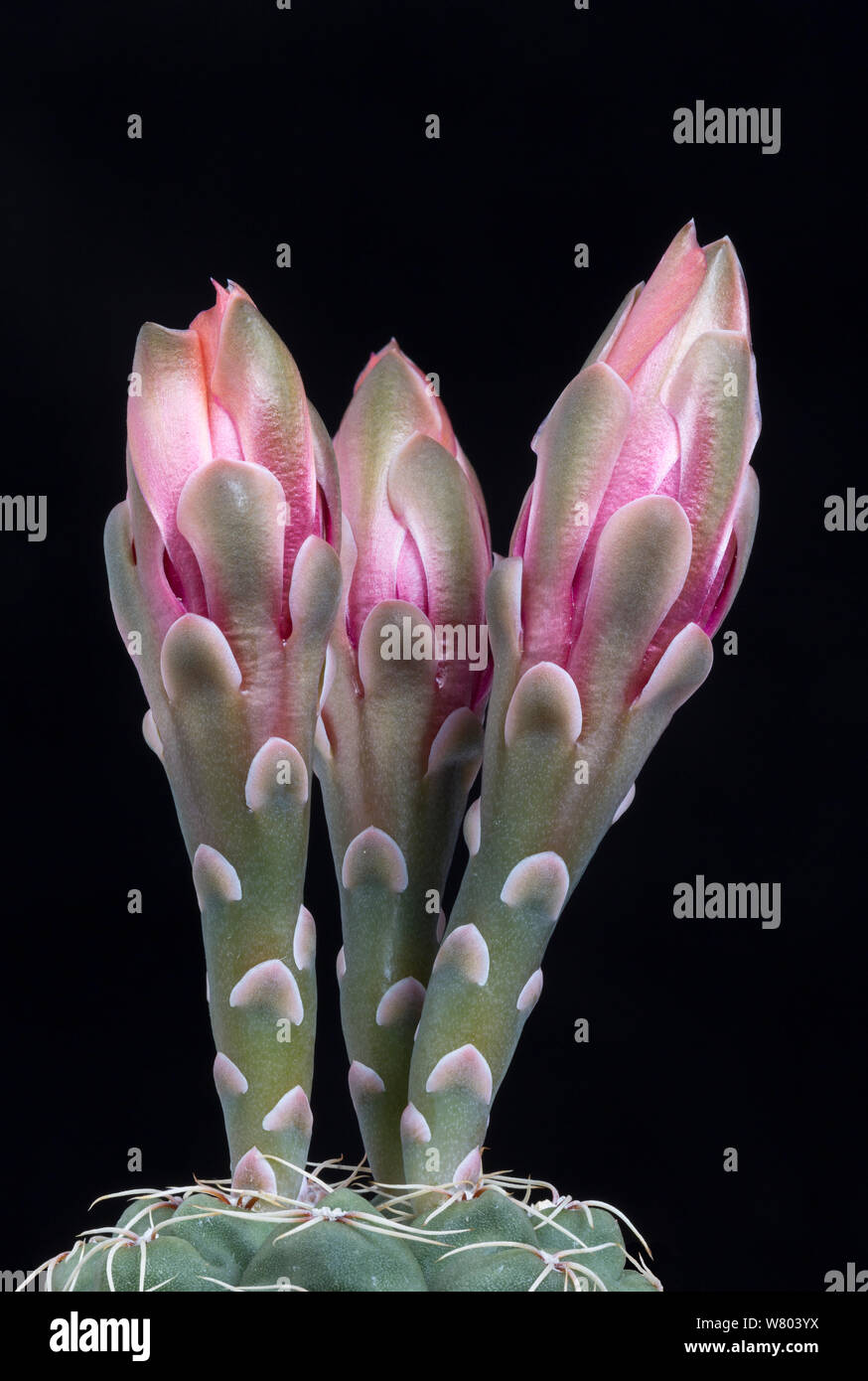 Cactus (Gymnocalycium baldianum) boccioli di fiori, specie coltivate. Foto Stock