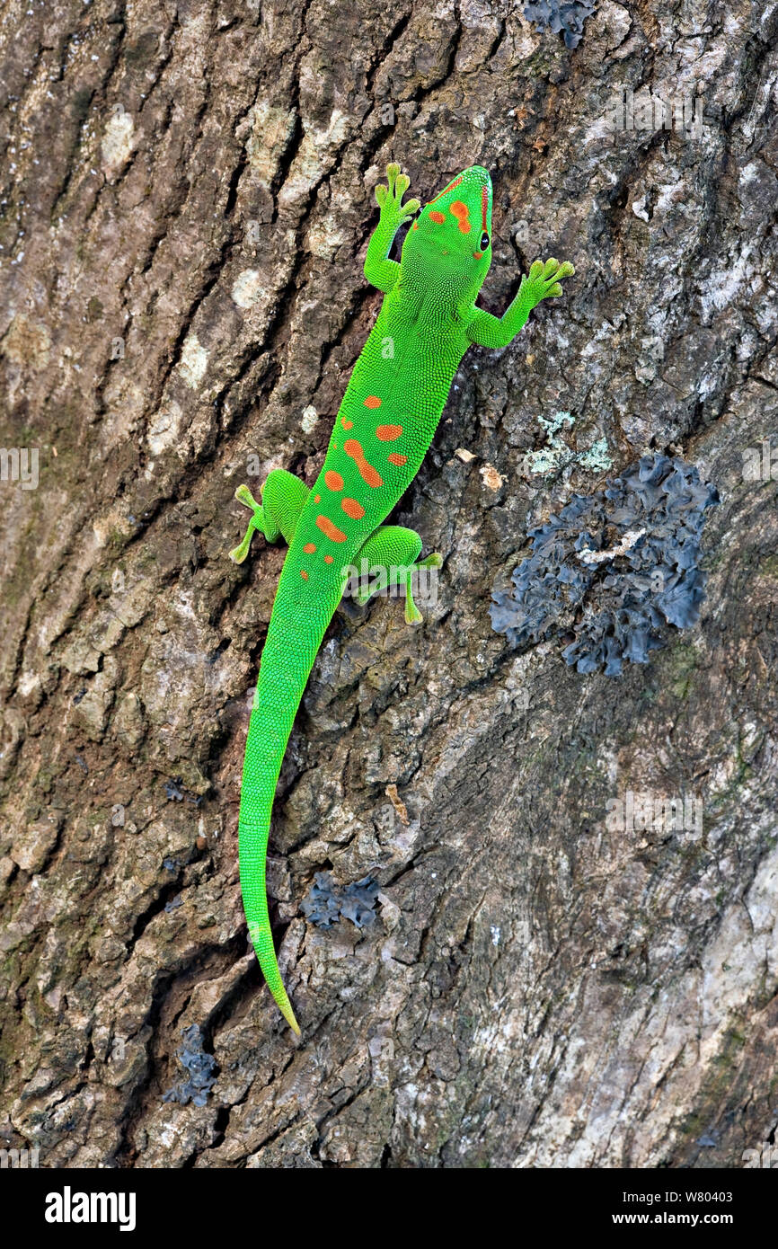 Giorno gigante gecko (Phelsuma madagascariensis grandis) sul tronco di albero, Diego Suarez, Madagascar Foto Stock