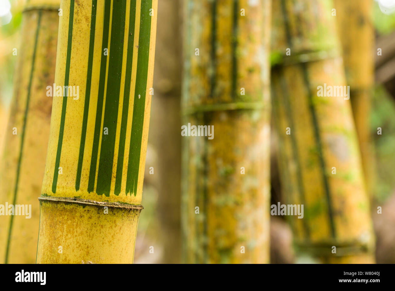 Bamboo (Bambusa) modelli su steli, Nosy mangabe, Madagascar. Foto Stock