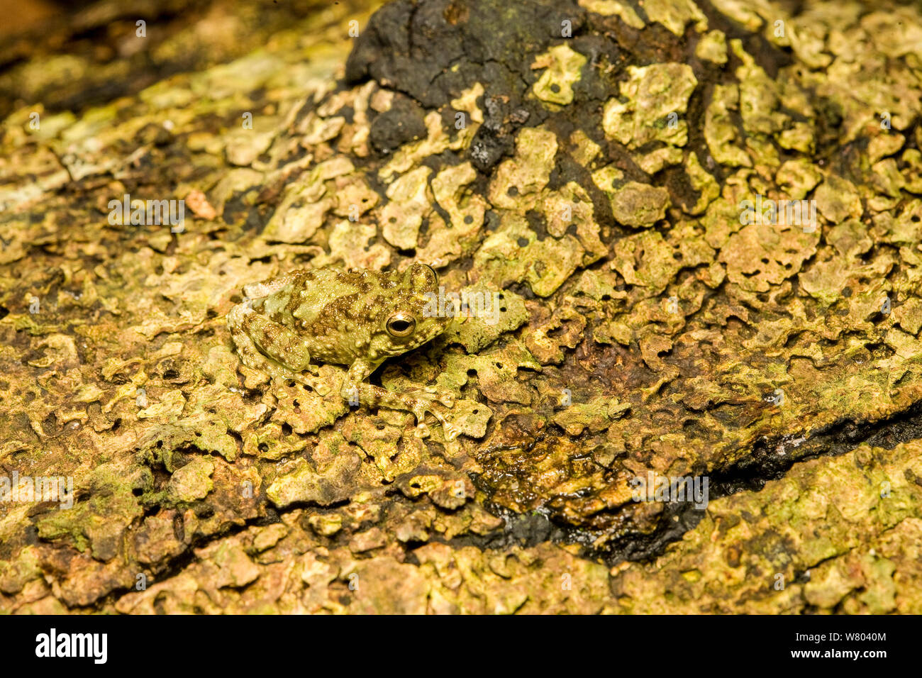 Webb&#39;s madagascar (rana Gephyromantis webbi) mimetizzata su lichen, Nosy mangabe, Madagascar. Specie in via di estinzione. Foto Stock