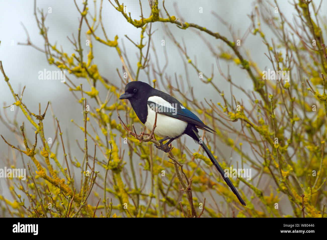 Gazza (Pica pica) arroccato in lichen oggetto tree, Titchwell, Norfolk, Inghilterra, Regno Unito, febbraio. Foto Stock