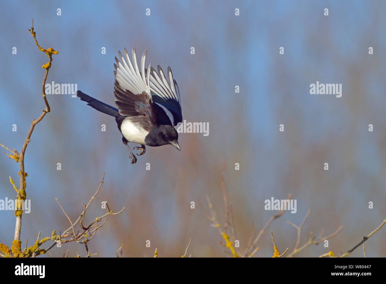 Gazza (Pica pica) in volo, sulle terre, Titchwell, Norfolk, Inghilterra, Regno Unito, febbraio. Foto Stock