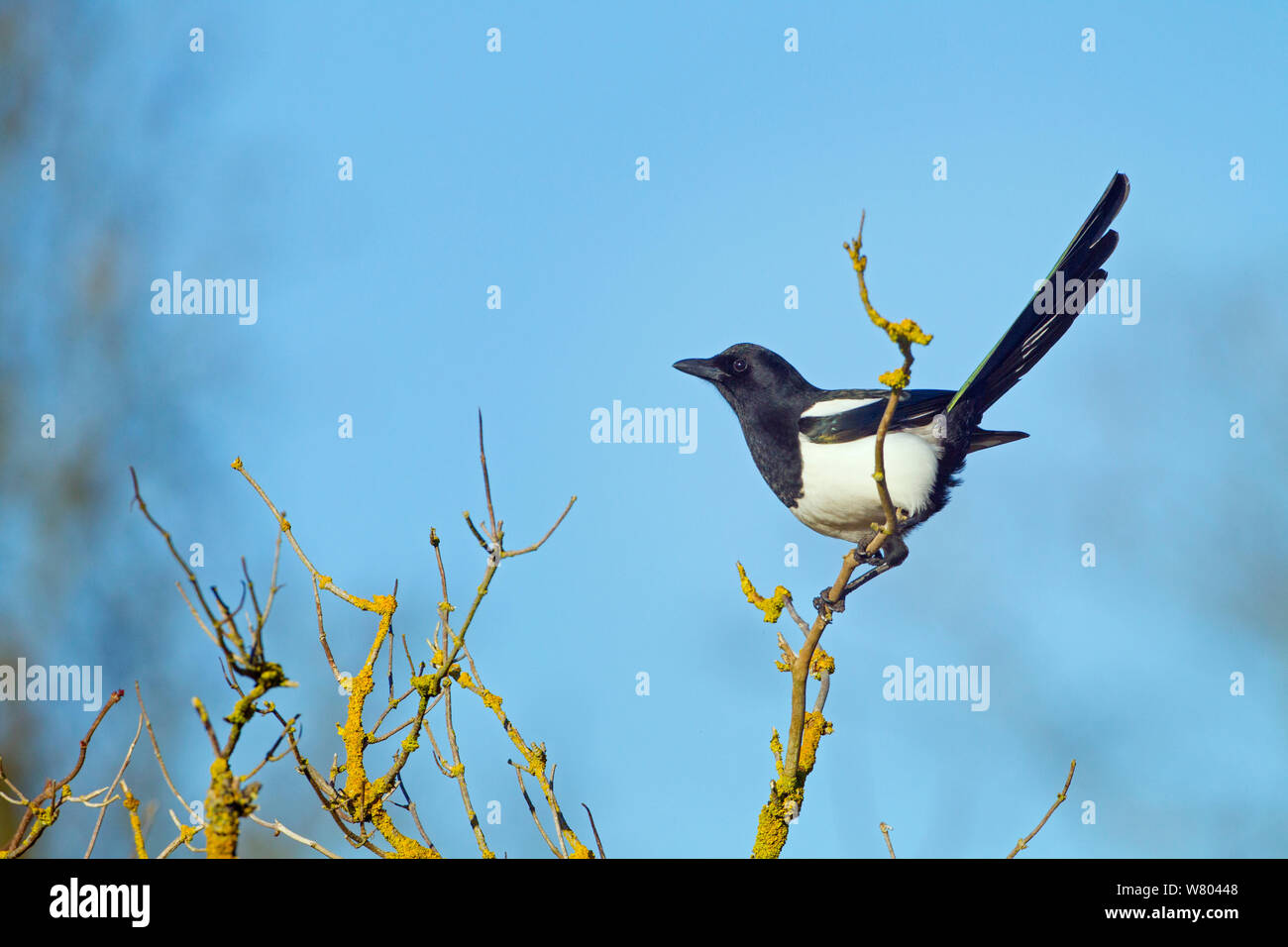 Gazza (Pica pica) arroccato in lichen oggetto tree, Titchwell, Norfolk, Inghilterra, Regno Unito, febbraio. Foto Stock