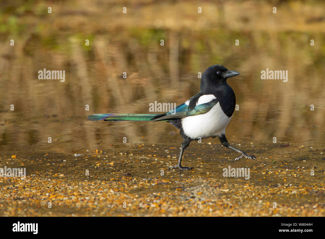 Gazza (Pica pica) Camminare vicino a pozza sul ciglio della strada, Titchwell, Norfolk, Inghilterra, Regno Unito, febbraio. Foto Stock