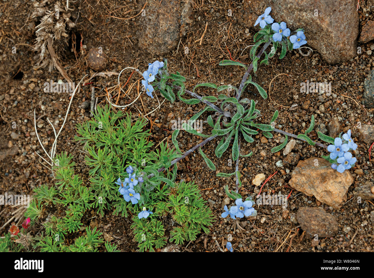 Alpine non ti scordar di me fiori (Eritrichium sajanense) Olkhon island, il lago Baikal, Russia, maggio. Foto Stock