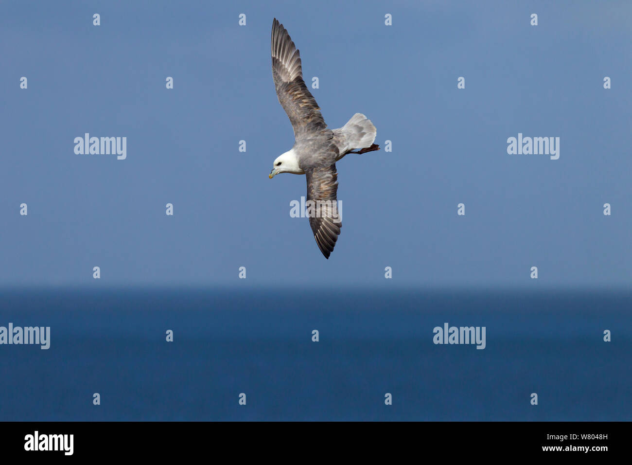 Fulmar (Fulmaris glacialis) in volo, Hunstanton, Norfolk, Inghilterra, Regno Unito, febbraio. Foto Stock