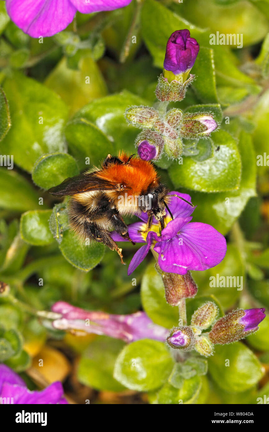 Carda comune bumblebee (Bombus pascuorum) queen alimentazione su Aubretia fiore nel giardino Cheshire, Inghilterra, Regno Unito. Maggio. Foto Stock