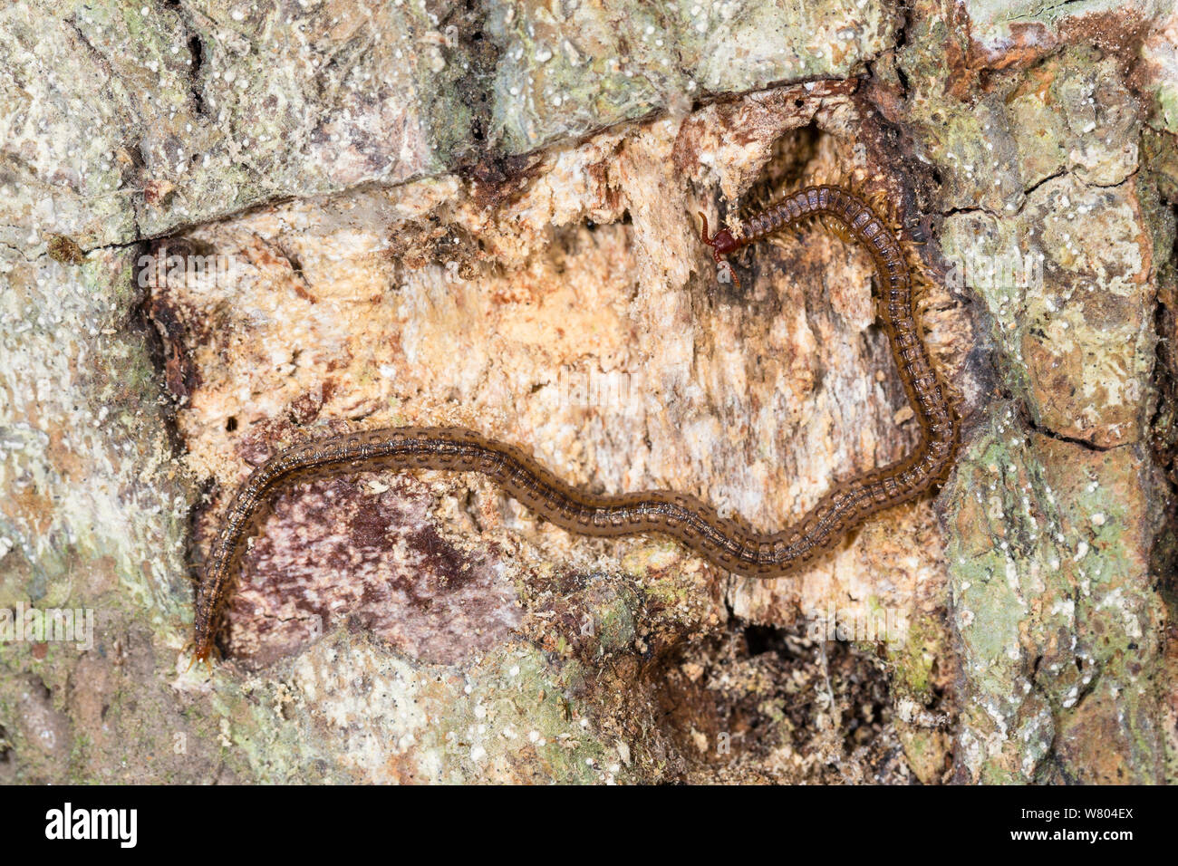 (Centipede Chilopoda) Panguana Riserva, Huanuco provincia, bacino amazzonico, Perù. Foto Stock