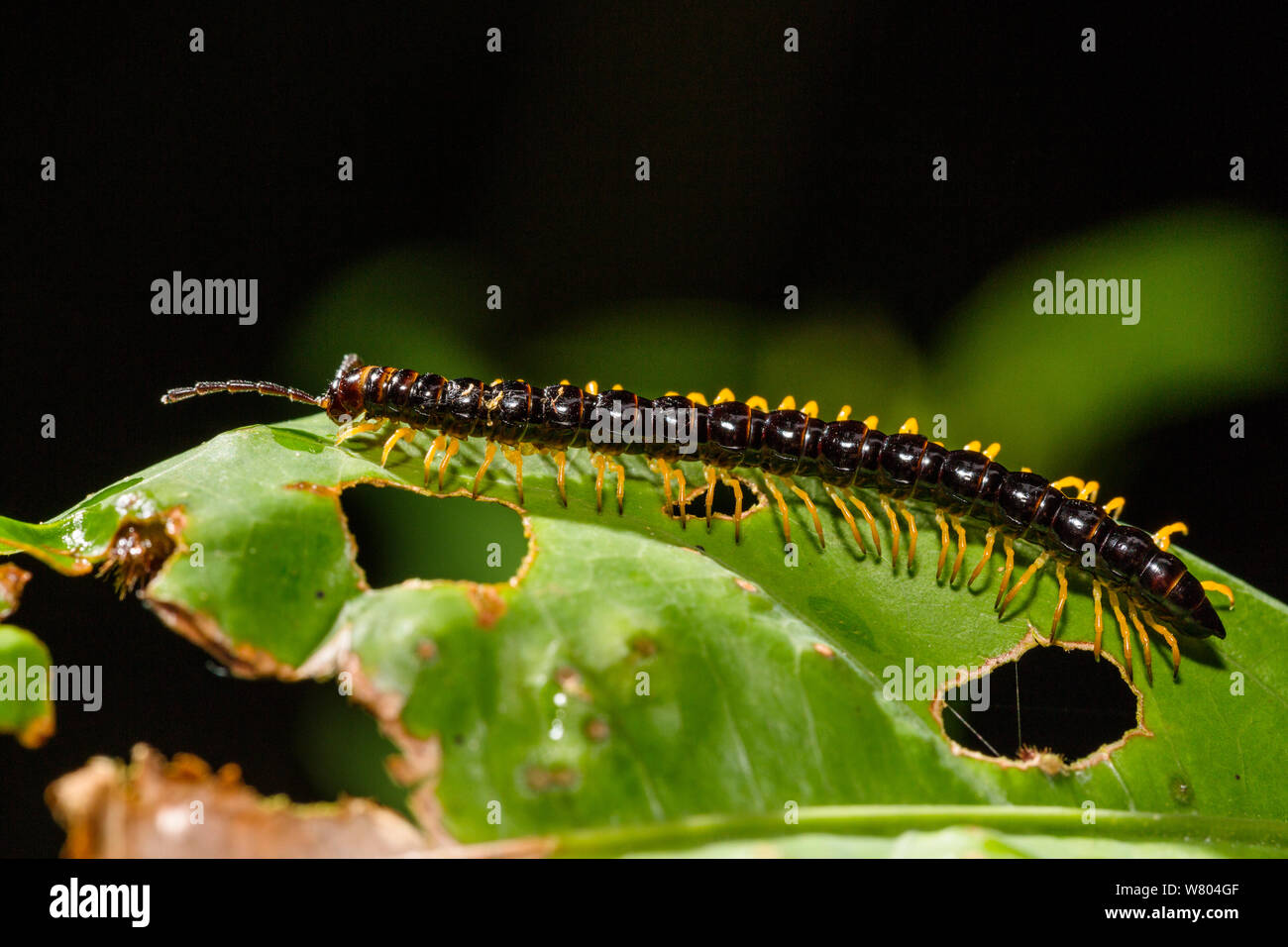 Millepiedi (Diplopoda) Panguana Riserva, Huanuco provincia, bacino amazzonico, Perù. Foto Stock