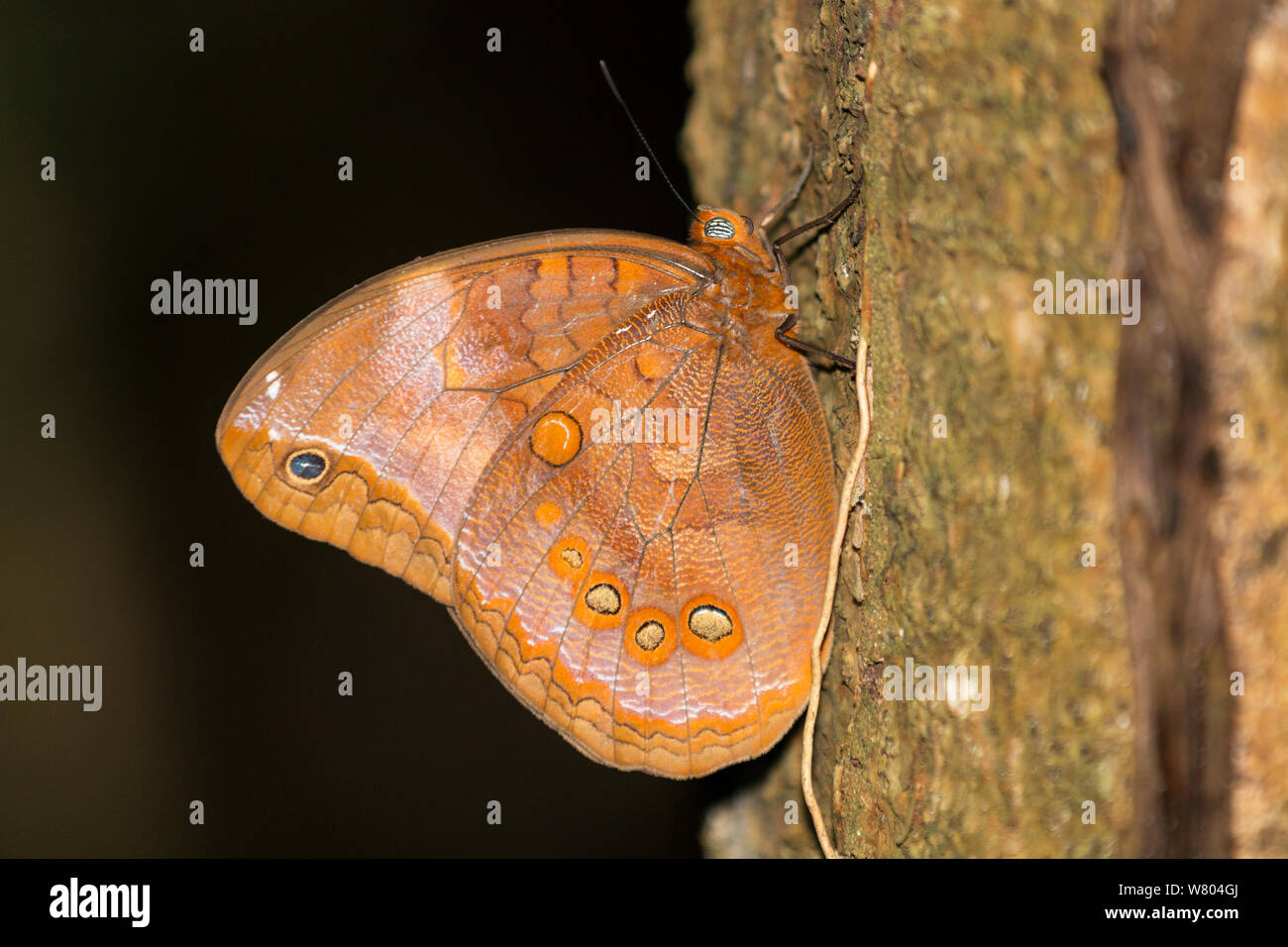 Butterfly (Catoblepia berecynthina) Panguana Riserva, Huanuca provincia, bacino amazzonico, Perù. Foto Stock