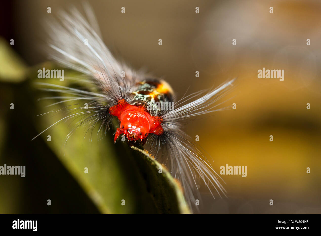 Caterpillar Peloso (Arctiidae) Panguana Riserva, Huanuco provincia, bacino amazzonico, Perù. Foto Stock