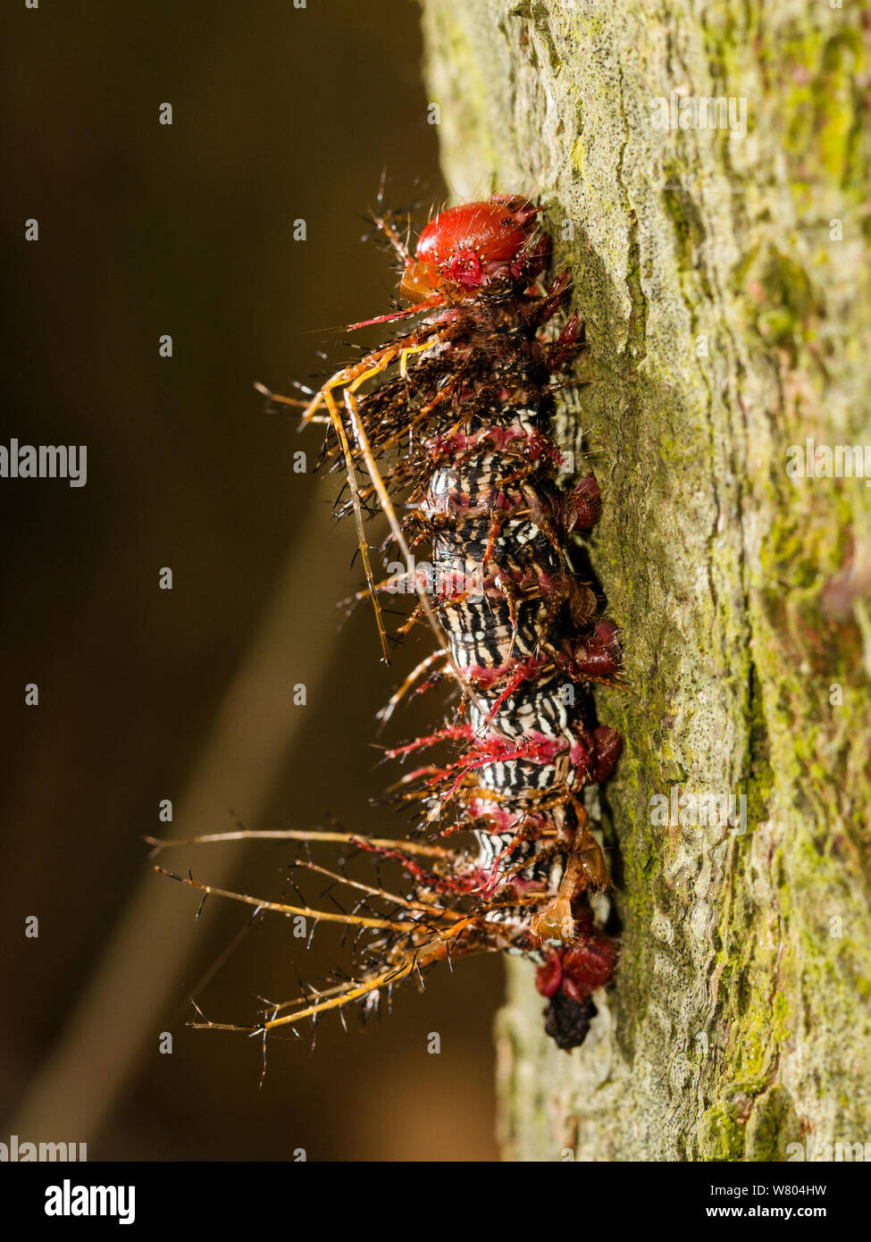 Caterpillar spinoso nella foresta pluviale, Panguana Riserva, Huanuca provincia, bacino amazzonico, Perù. Foto Stock