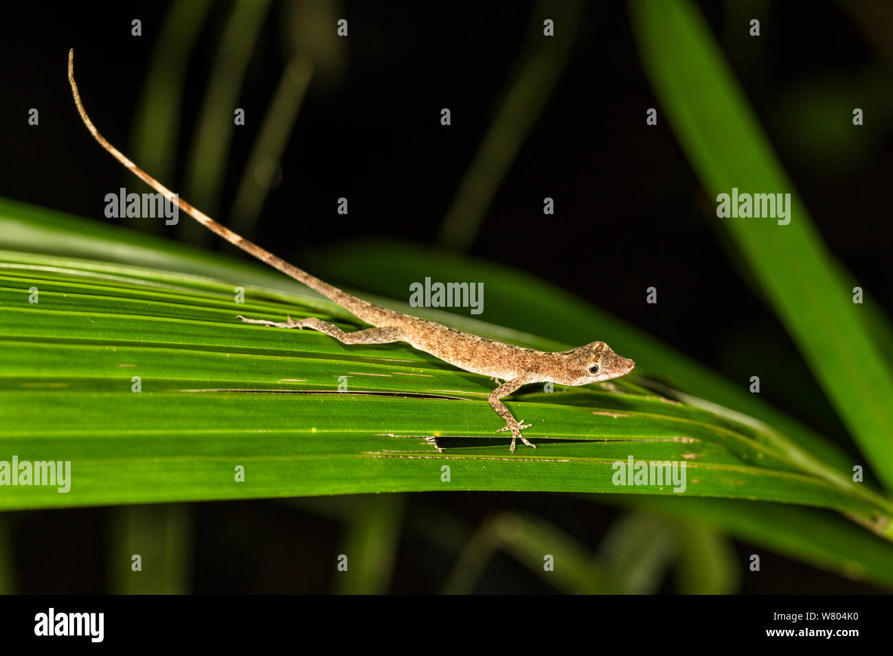 Lizard (Norops fuscoauratus) Panguana Riserva, Huanuco provincia, bacino amazzonico, Perù. Foto Stock