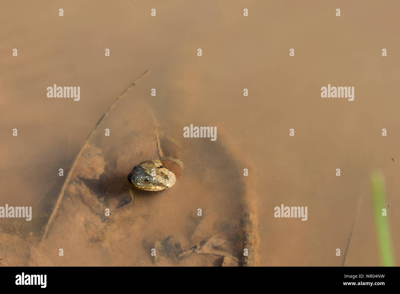 Brown-acqua nastrati snake (Helicops angulatus) nel fiume, Panguana Riserva, Huanuco provincia, bacino amazzonico, Perù. Foto Stock