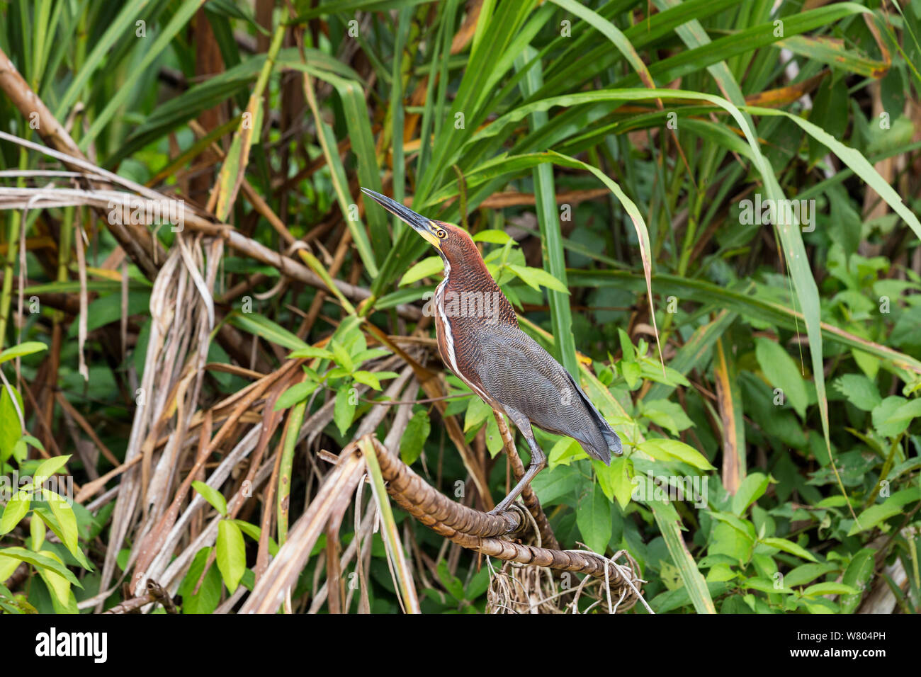 Rufescent tiger heron (Tigrisoma lineatum) nella foresta pluviale, Panguana Riserva, Huanuco provincia, bacino amazzonico, Perù. Foto Stock