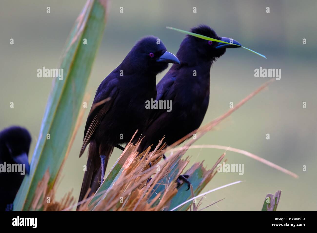 Primo piano di due grilli seduti su una pianta con sfocato sfondo Foto Stock