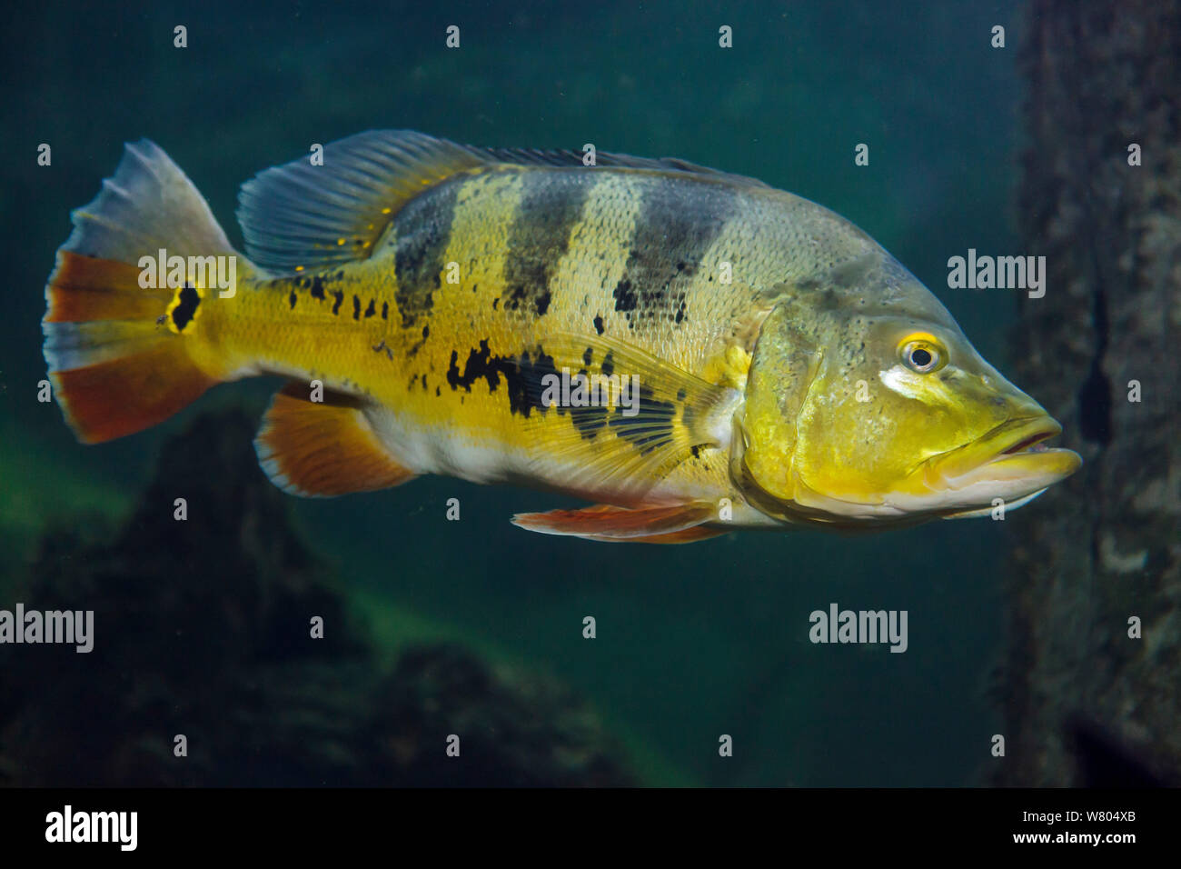 Peacock bass (Cichla ocellaris) captive, avviene in Sud America. Foto Stock